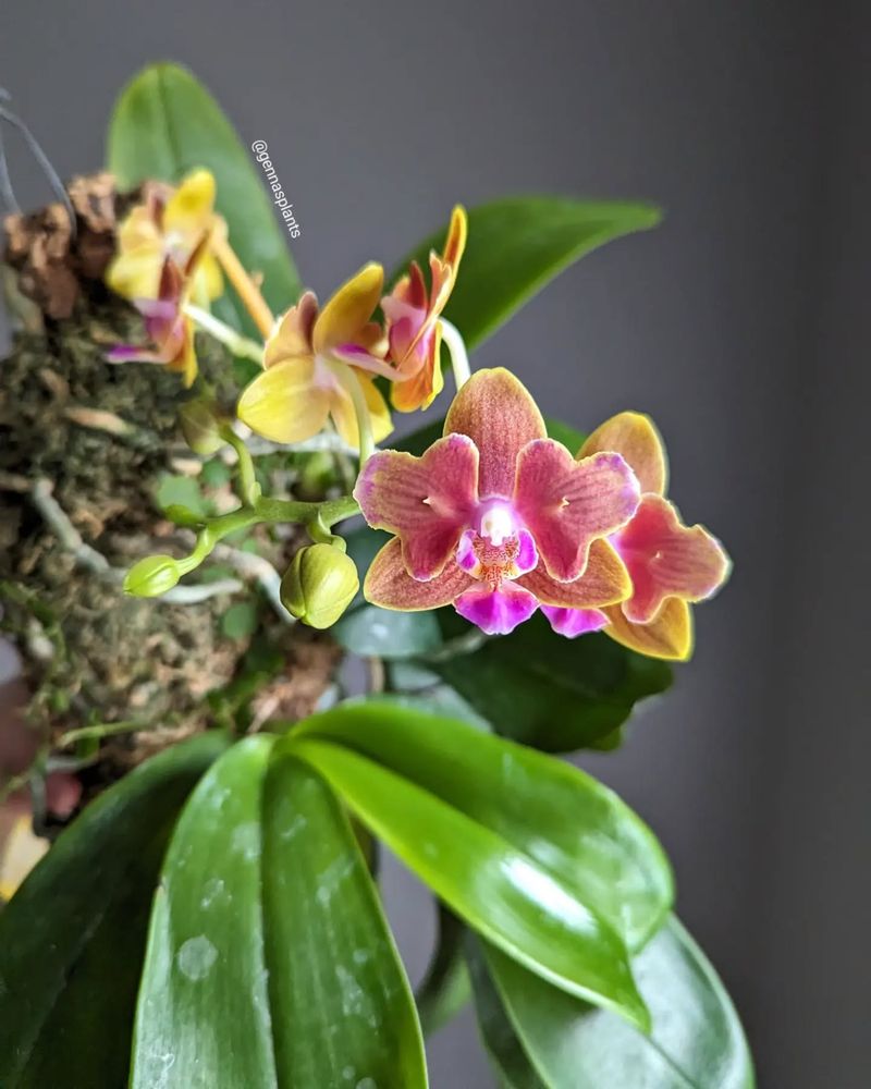 Growing Orchids in Full Sun
