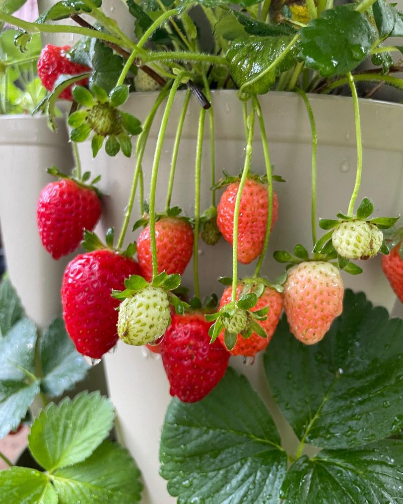 Growing Strawberries Under Trees