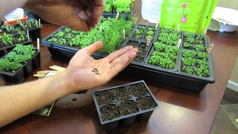 Growing Thyme from Seeds