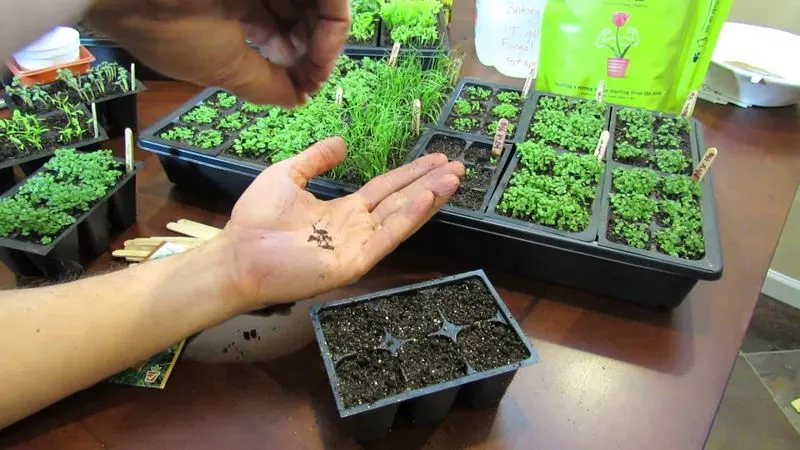 Growing Thyme from Seeds