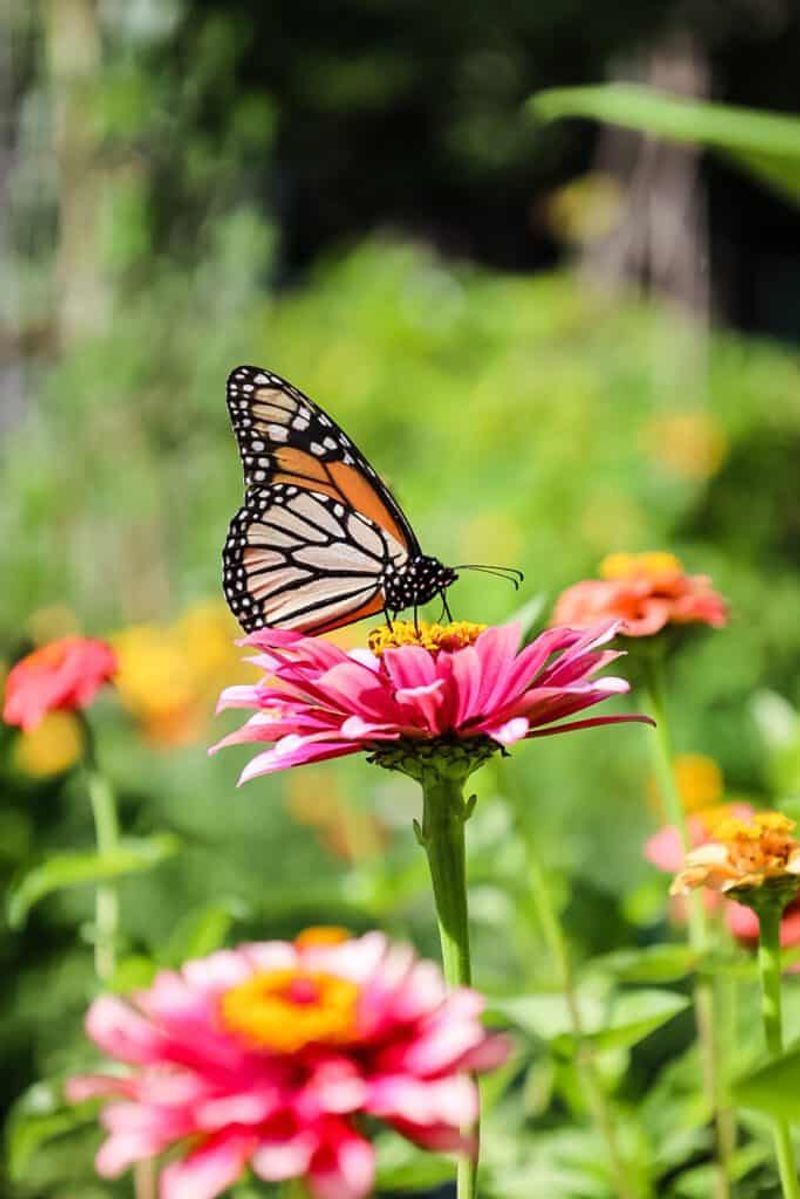 Building a Butterfly Habitat