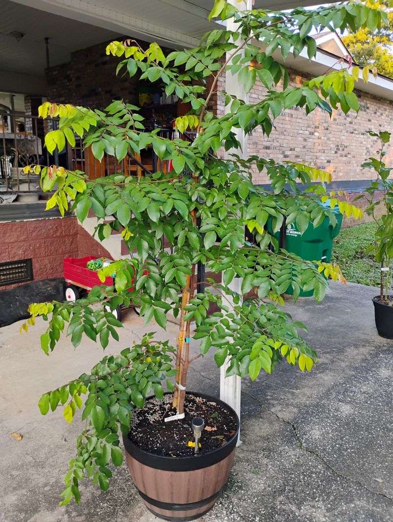Starfruit Tree