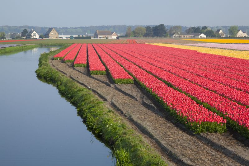 Haarlemmermeer Fields