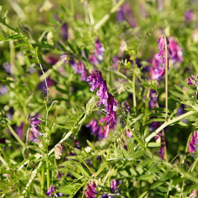 Hairy Vetch
