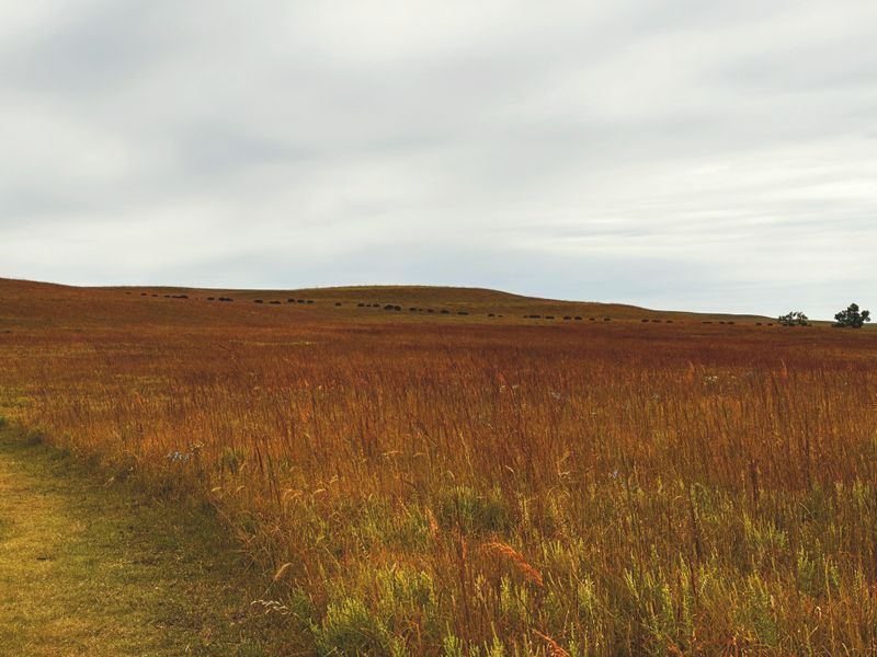 Tallgrass Prairie Reserve