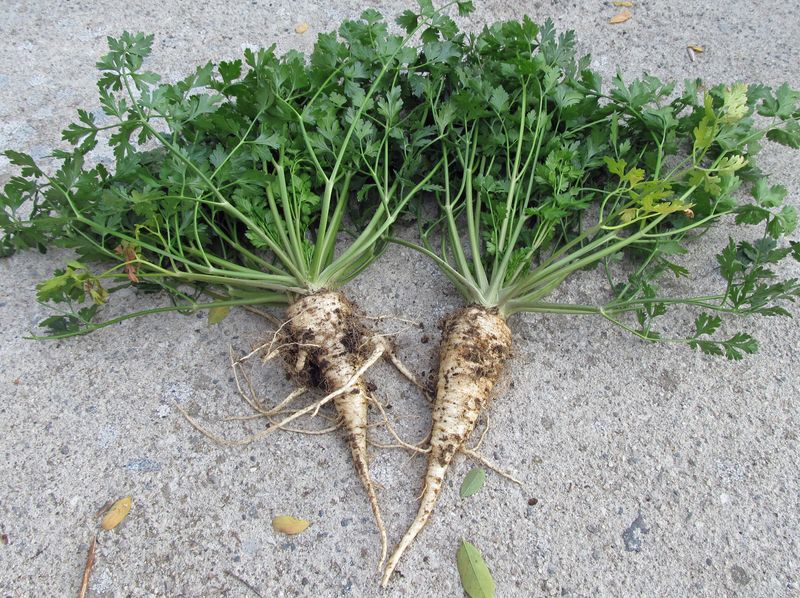 Hamburg Parsley