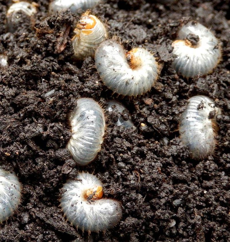 Beneficial Nematodes