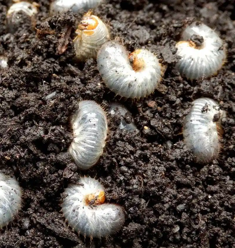 Beneficial Nematodes