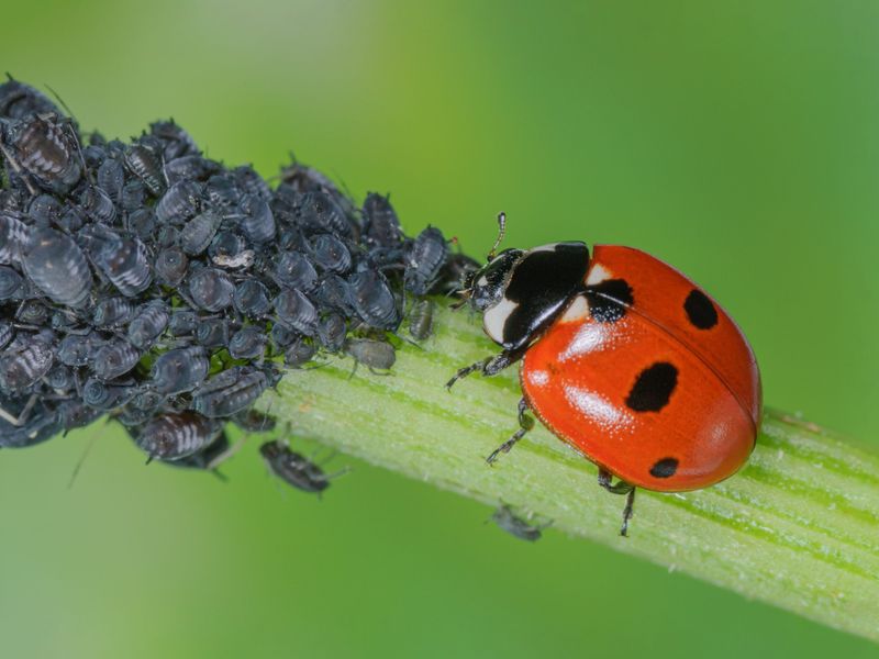 Beneficial Insects
