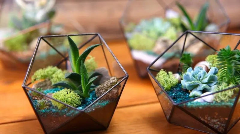 Succulent Terrariums