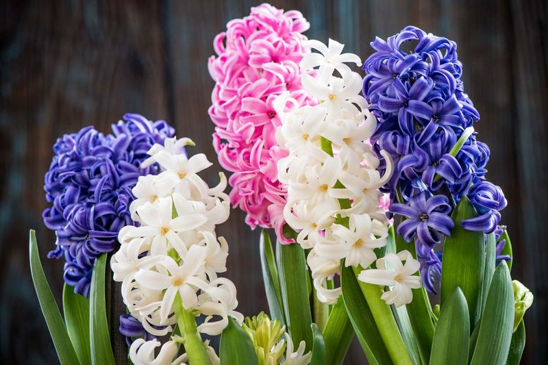 Happy Hyacinths