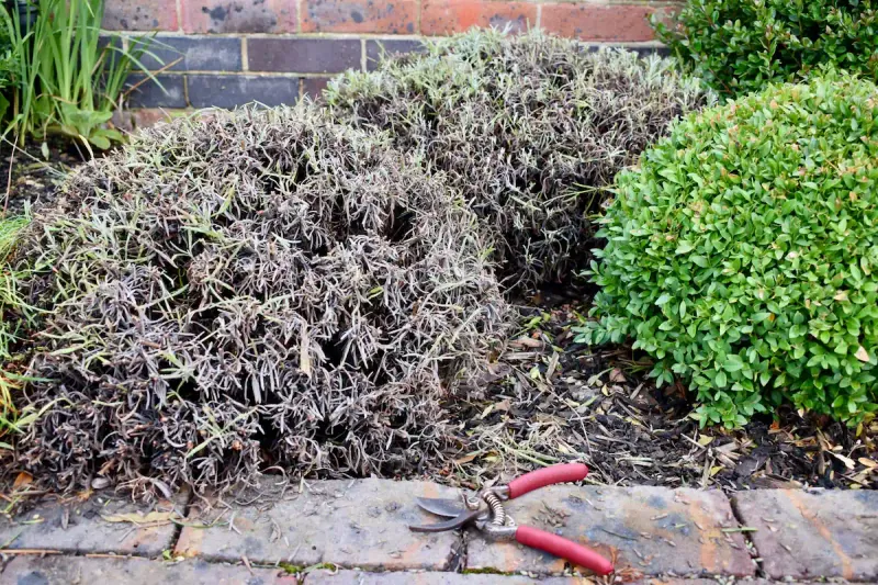 Harsh Pruning