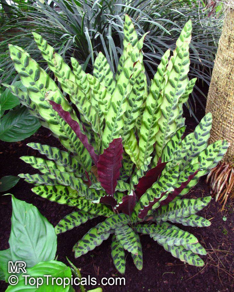 Rattlesnake Plant