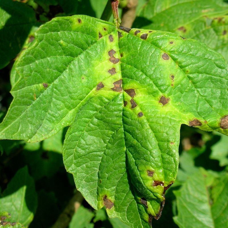 Check for Diseases