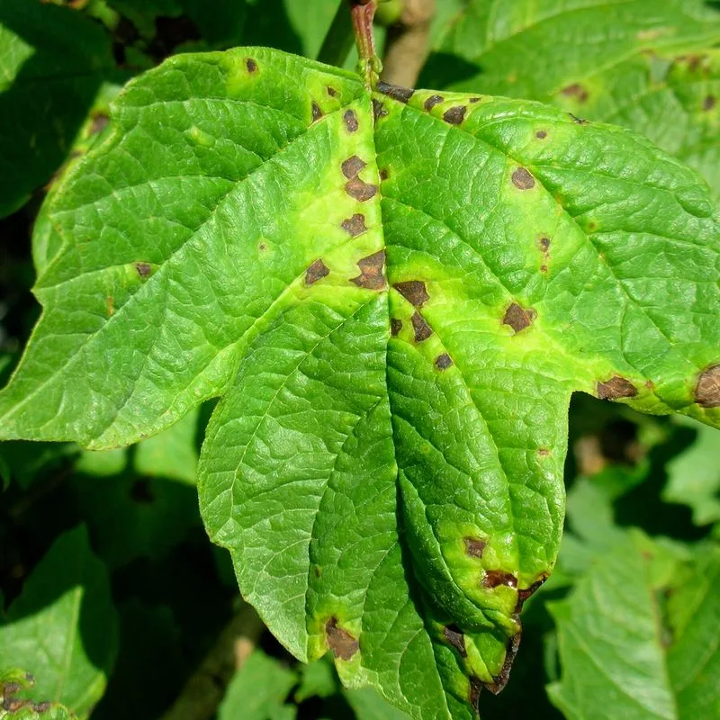Check for Diseases