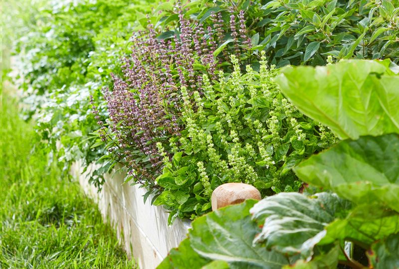 Companion Planting with Beneficial Herbs