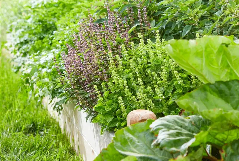 Companion Planting with Beneficial Herbs