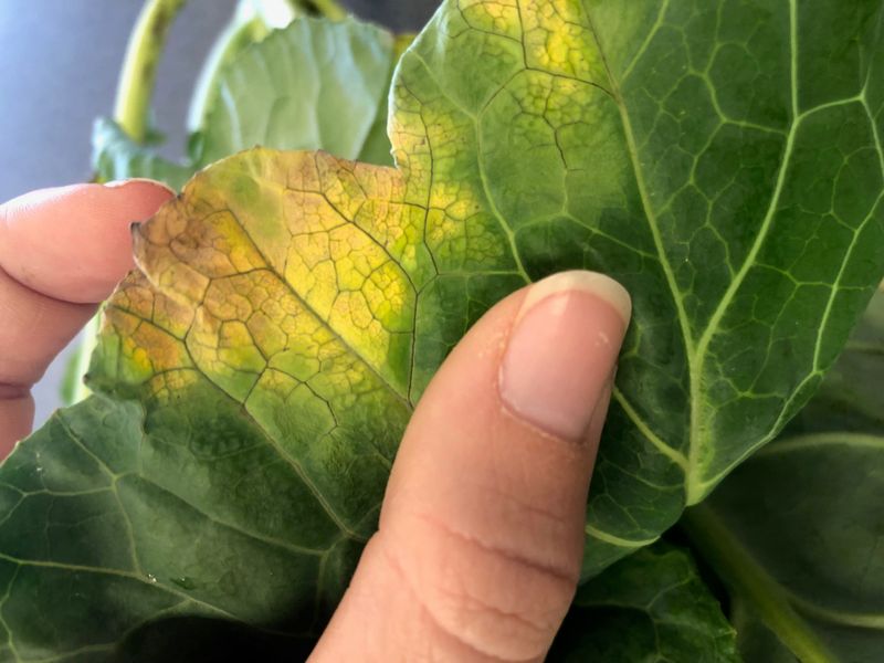 Disease Prevention