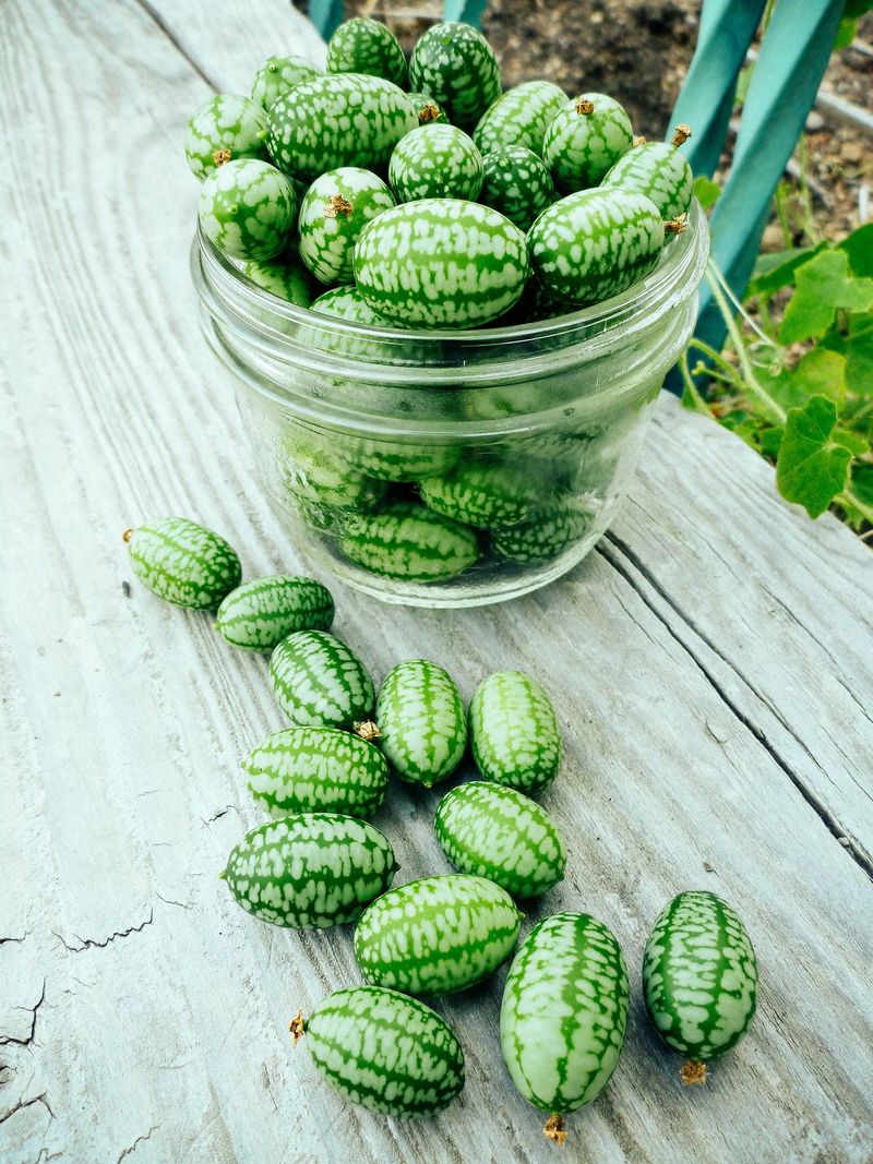 Harvest at Peak Ripeness