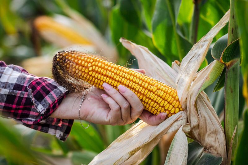 Harvest at the Right Moment