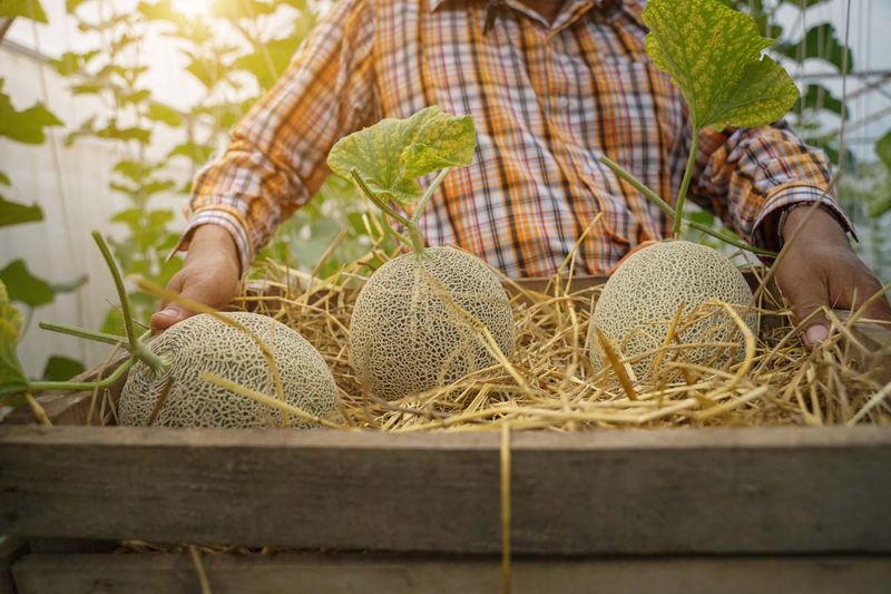Harvest at the Right Time