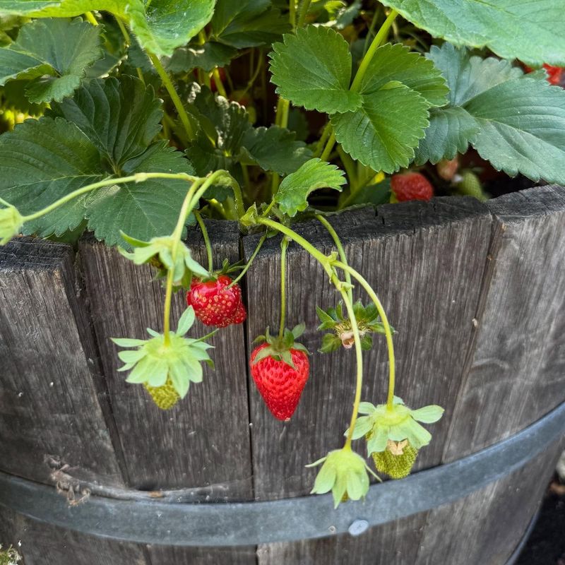 Harvest at the Right Time