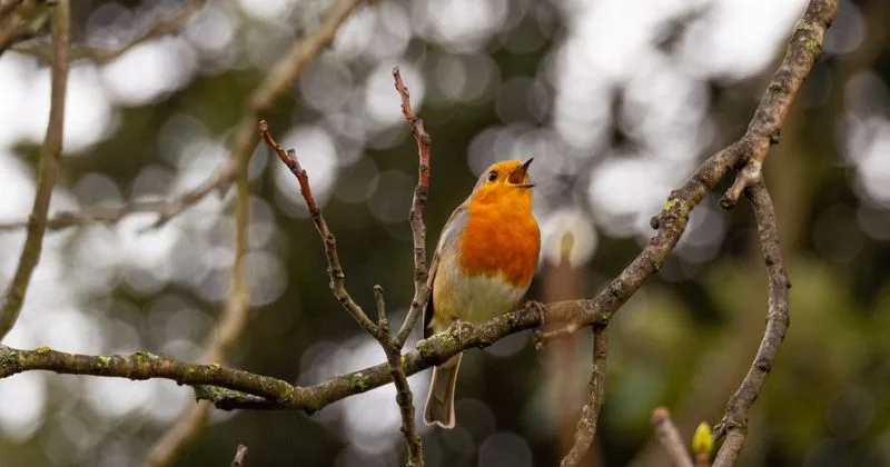 Listening to Nature Sounds