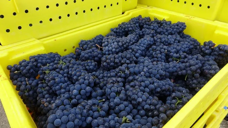 Post-Harvest Handling