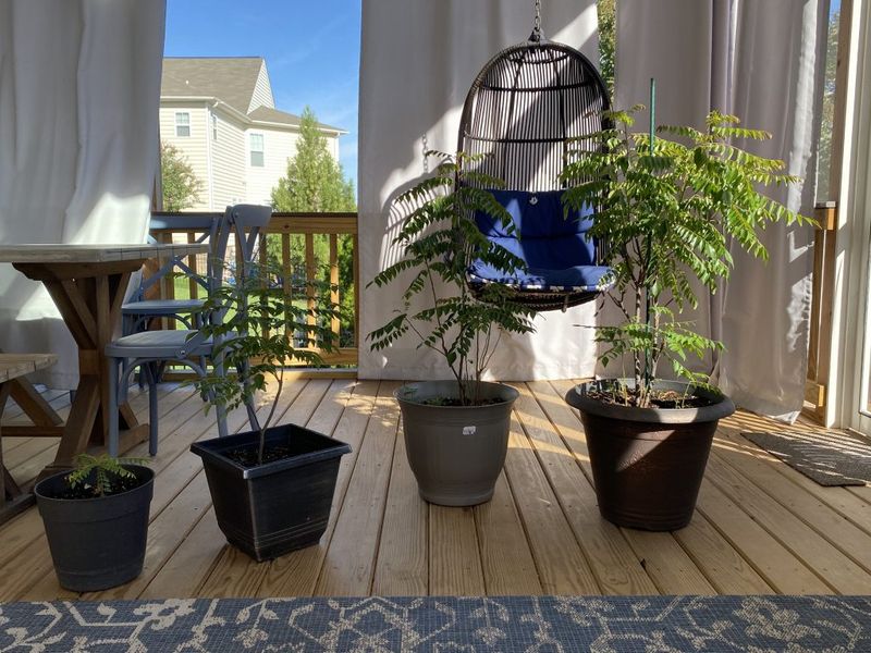 Container Gardening Tips