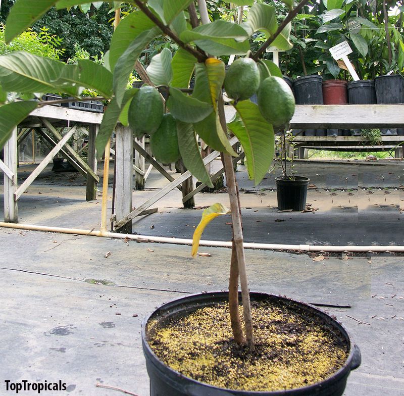Container Growing