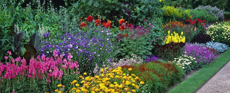 Planting Perennials in Summer