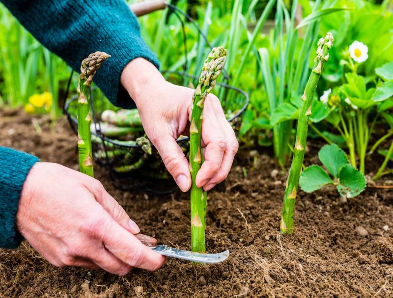 Harvesting and Maintaining
