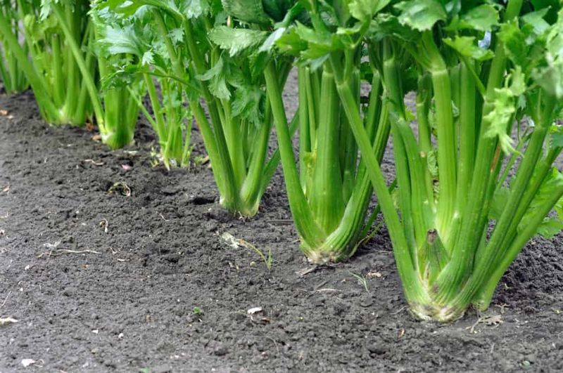 Harvesting at the Right Time