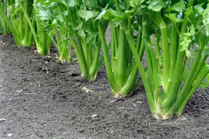 Harvesting at the Right Time