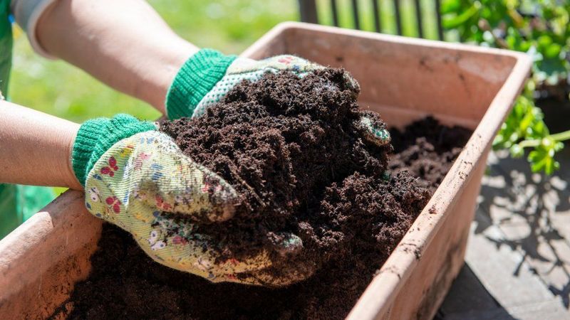 Reusing the Soil and Container