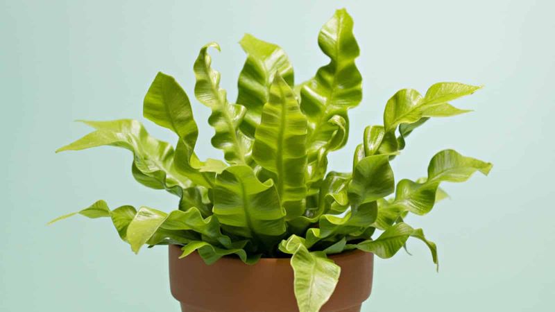 Bird's Nest Fern