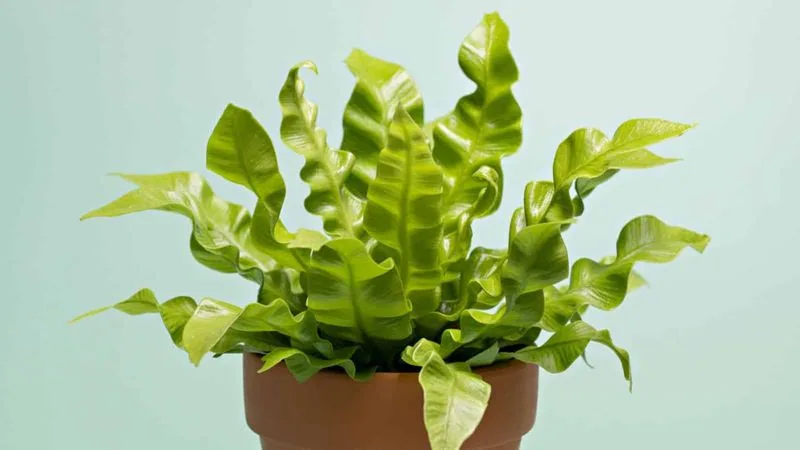 Bird's Nest Fern