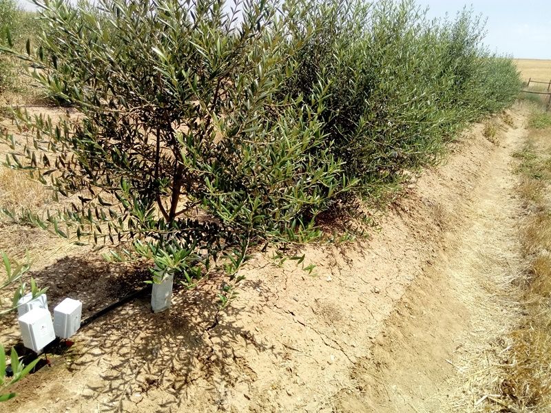 Hydric Stress and Oleanolic Acid Formation