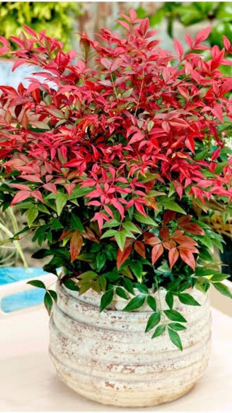 Heavenly Bamboo (Nandina)