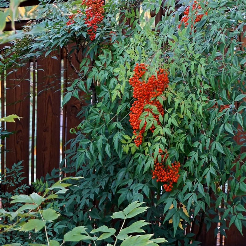 Heavenly Bamboo (Nandina)