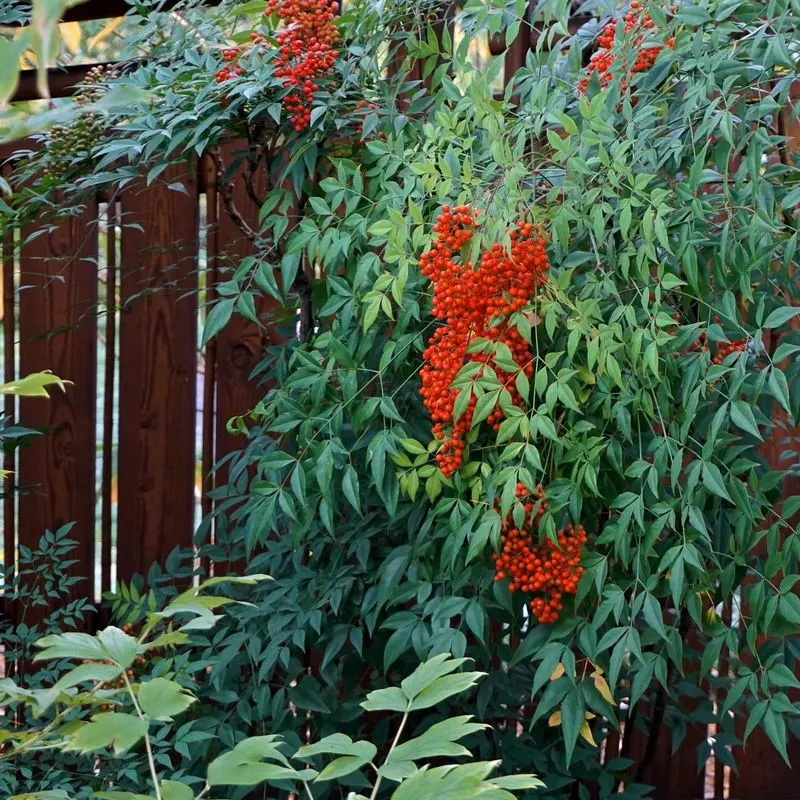 Heavenly Bamboo (Nandina)