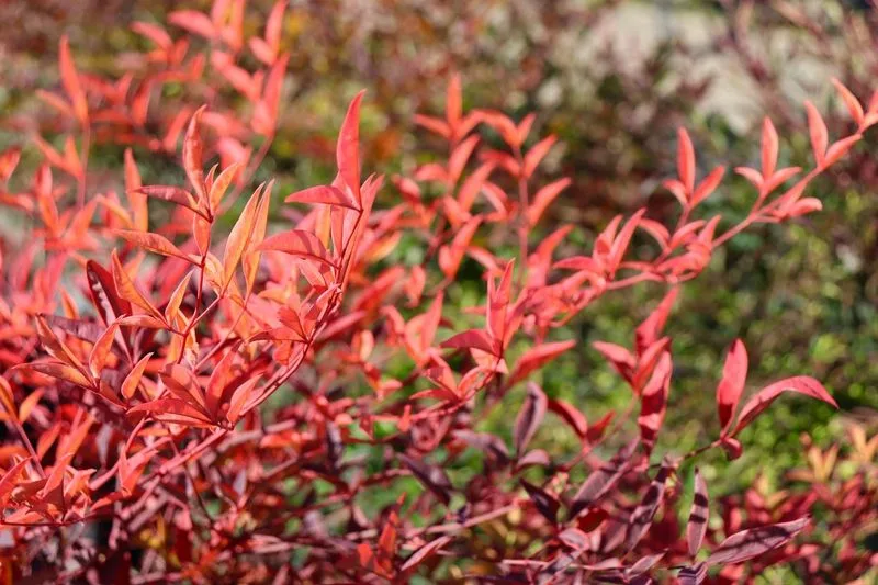 Heavenly Bamboo (Nandina)