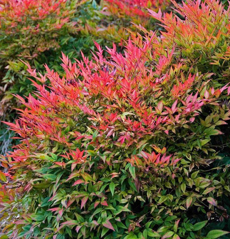 Heavenly Bamboo