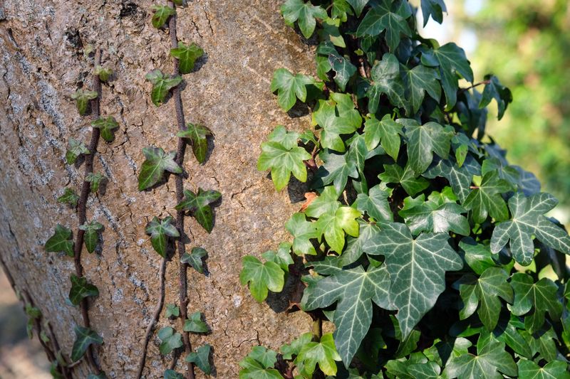 Hedera (Ivy)