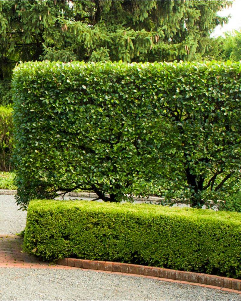 Hedges as Fences