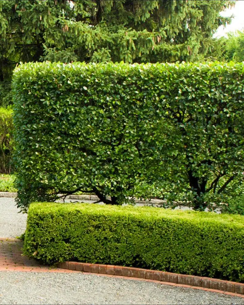 Hedges as Fences