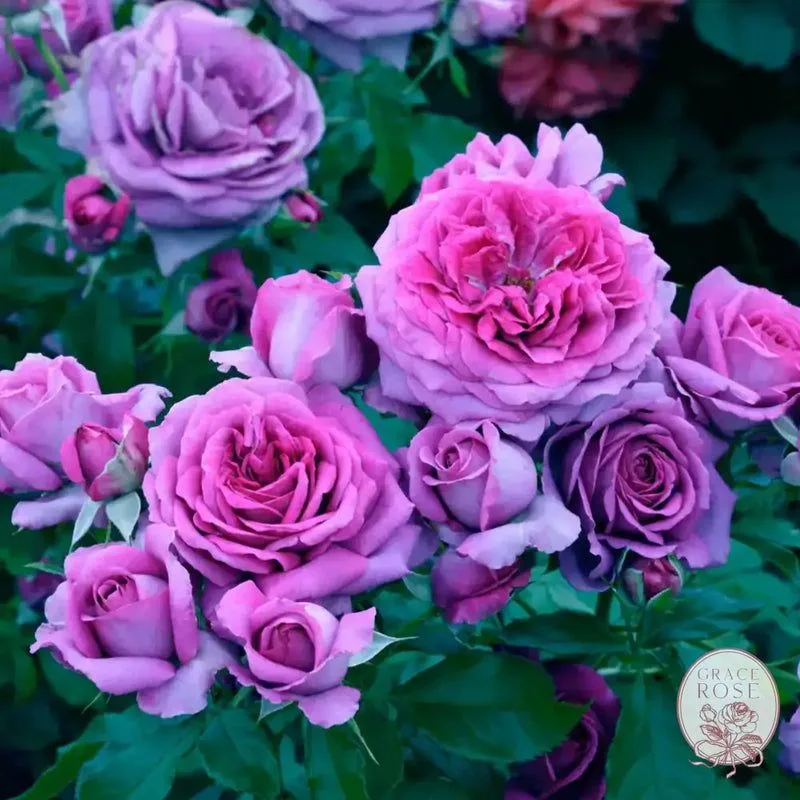 Heirloom Rose