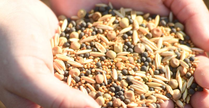 Heirloom Seeds