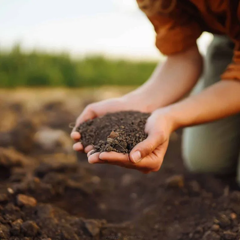 Compost and Natural Fertilizers