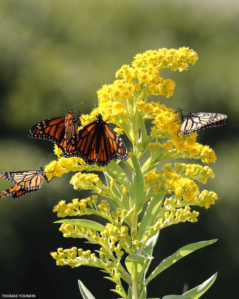Goldenrod